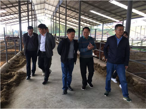 黃必志院長一行蒞臨東山農(nóng)業(yè)調(diào)研，助力恒益肉牛產(chǎn)業(yè)發(fā)展